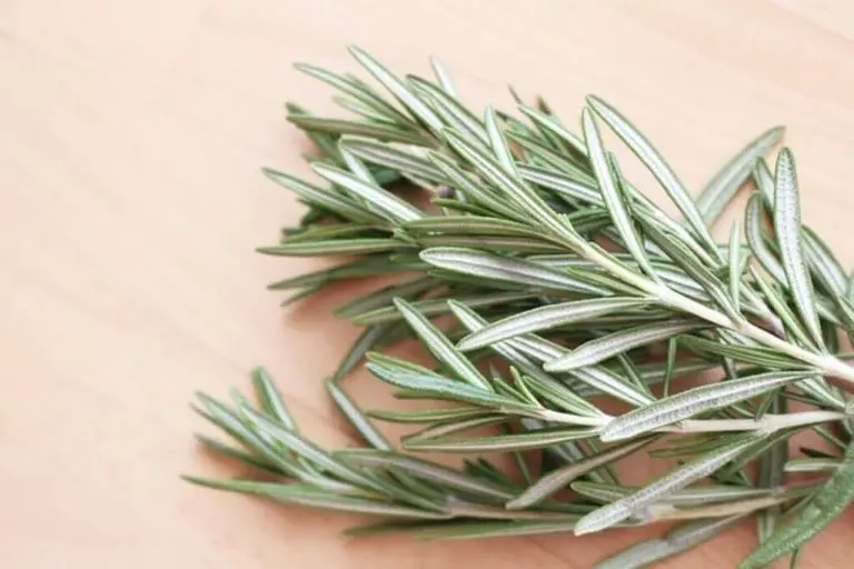 51 Fun Facts About Rosemary With Photos Information