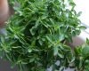 oregano plant