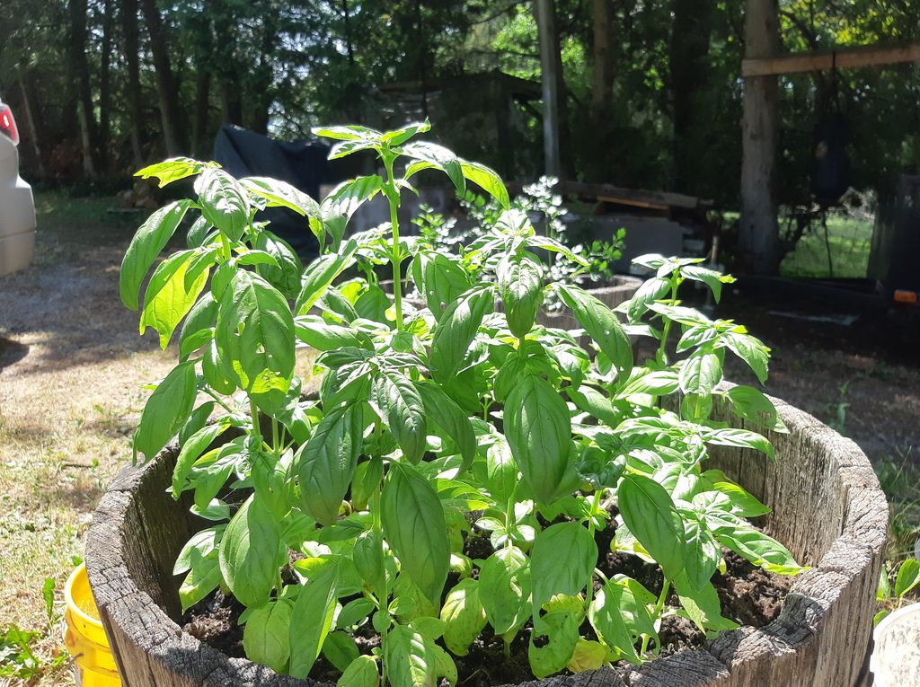 Growing basil in pot