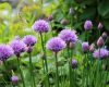chives plant