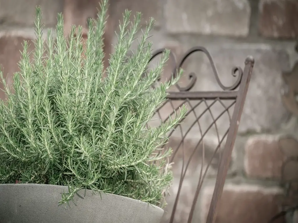 How to Grow Rosemary at Home DIY Herb Gardener