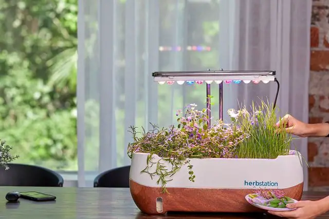 growing herbs in a herbstation