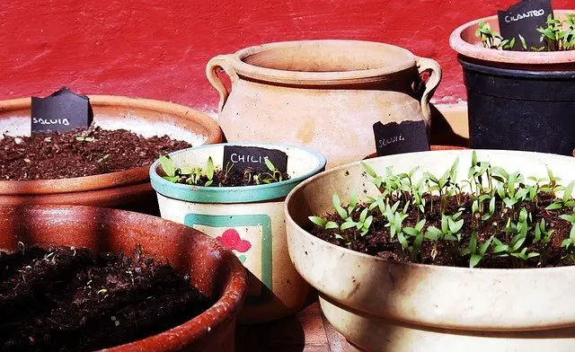Growing Herbs Indoors in pots