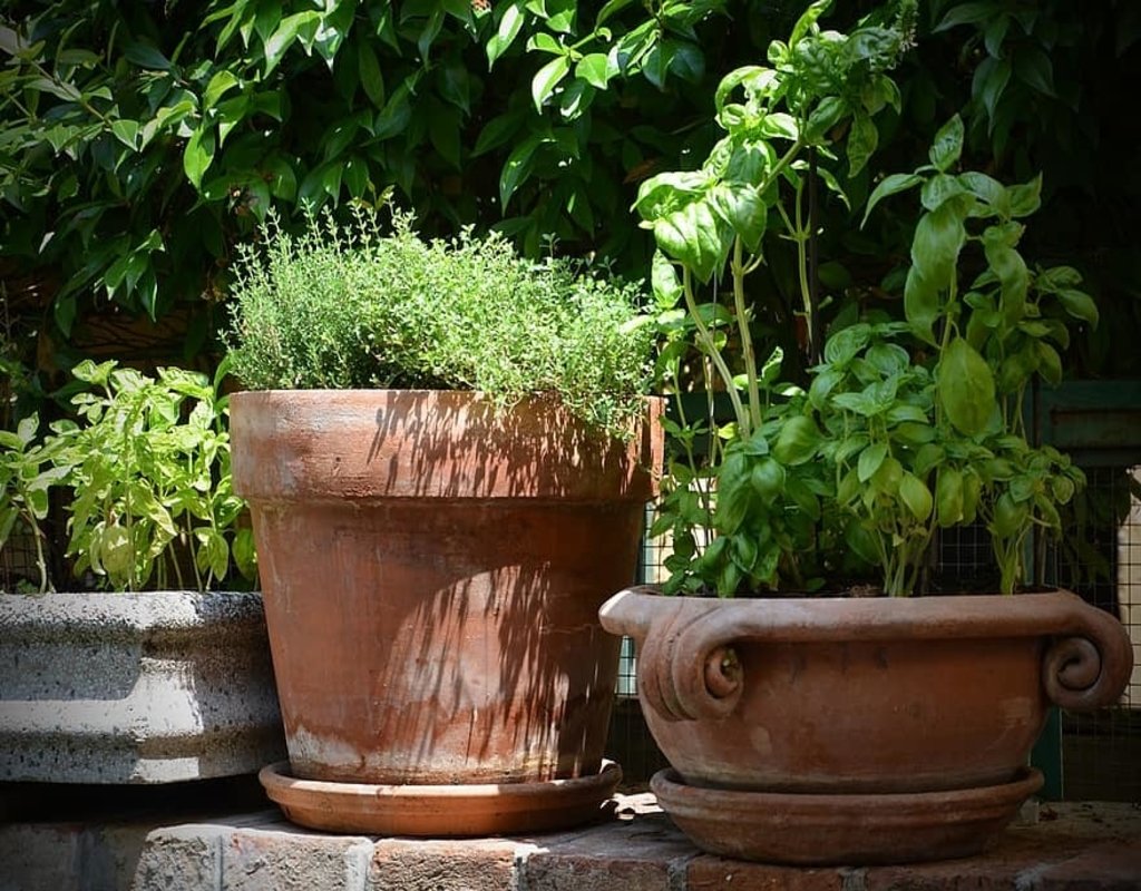 basil-thyme-terracotta-pot-her