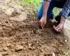 planting seeds