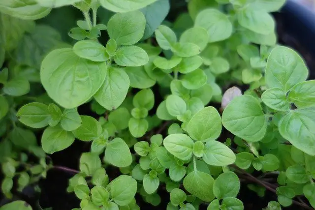 Marjoram