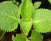 cuban oregano