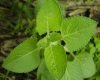 mexican oregano growing