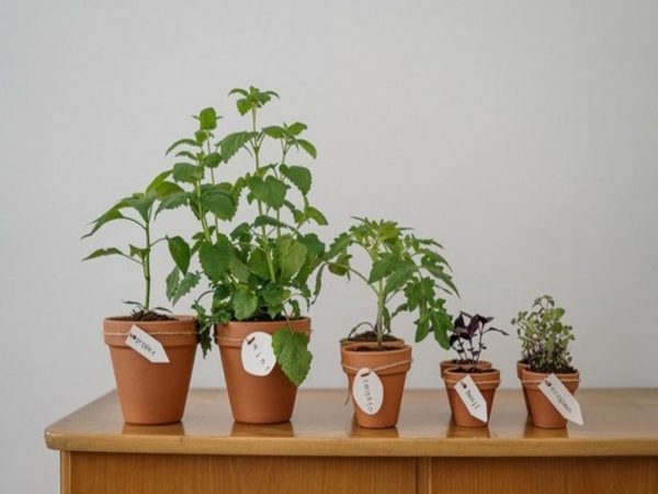 herbs growing in pots