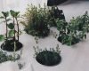 herb plants