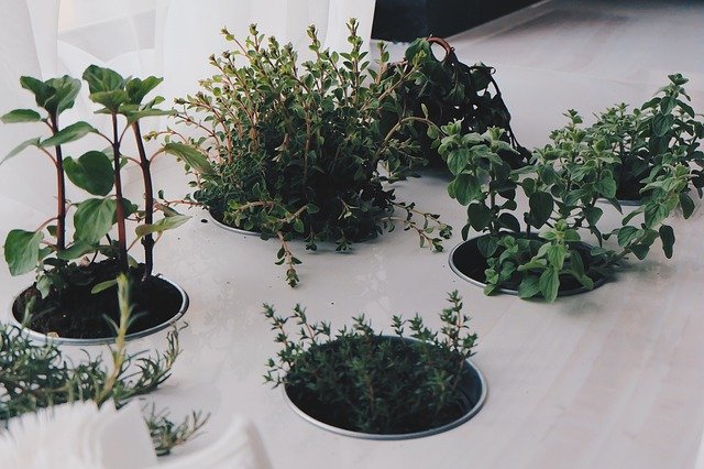 Tips for Growing an Indoor Herb Garden