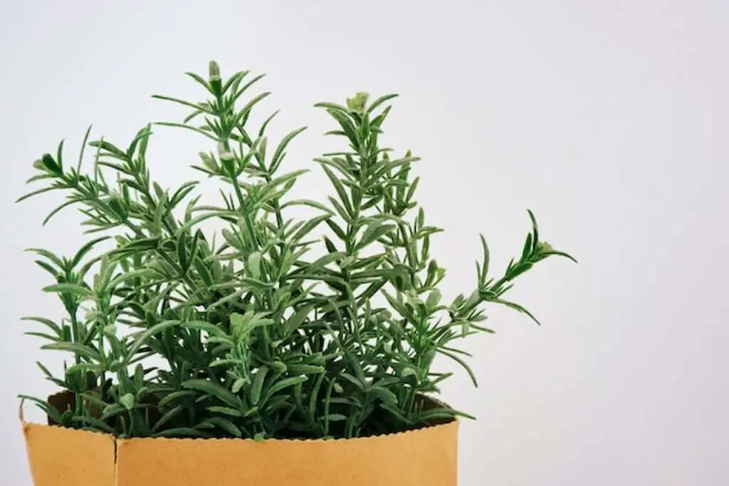 A rosemary herb plant growing in a terracotta pot.