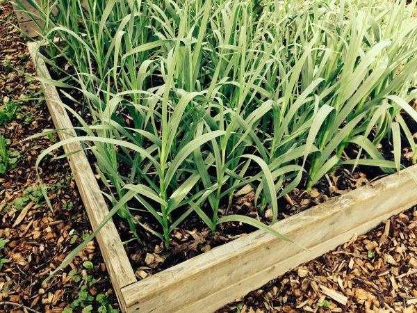 garlic growing outdoors
