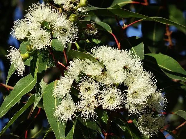 Eucalyptus