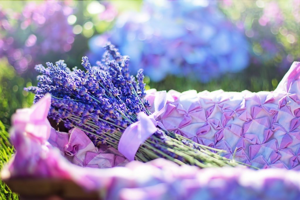 Can Lavender Grow In Pots Easily DIY Herb Gardener Can Lavender Grow In Pots Easily DIY Herb Gardener