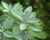sage plant