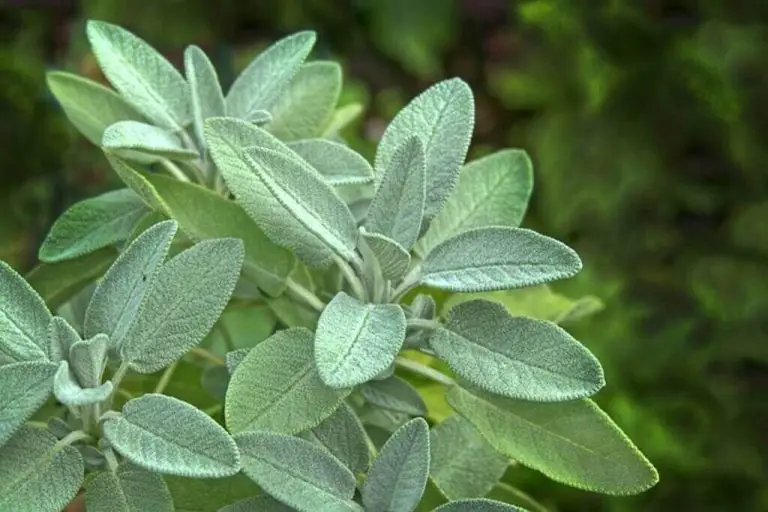 How to Grow Sage at Home? A StepbyStep Growers Guide