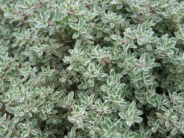 lemon thyme