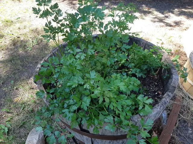 oregano plant