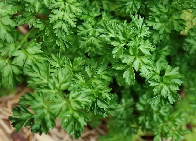 chervil plant