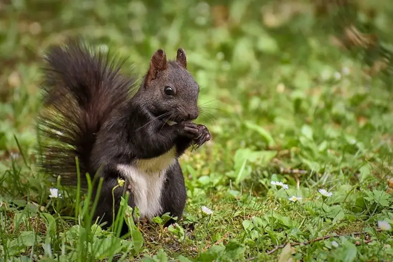 Will Squirrels Eat Herb Plants? Best Ways to Stop it Fast