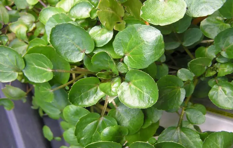 Growing Watercress in Pots or Containers: : Easy to Grow and Delicious ...