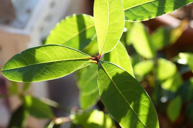 Bay Laurel plant