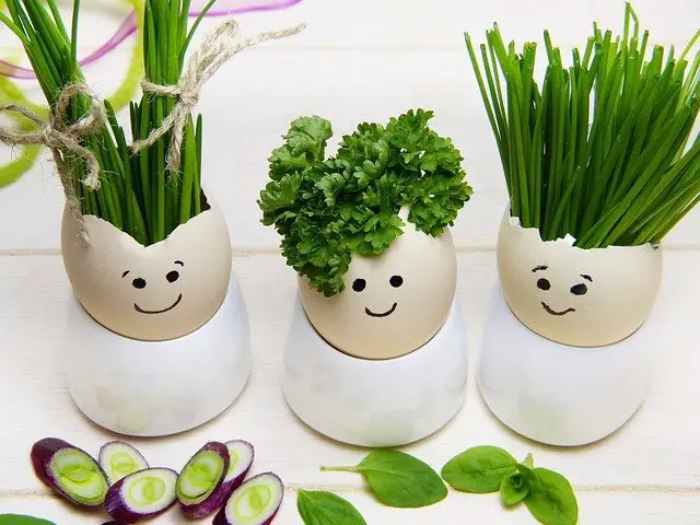 Chives plant