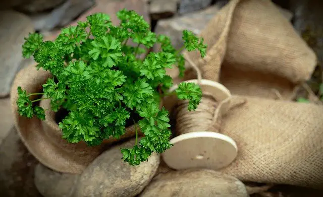 Parsley plant