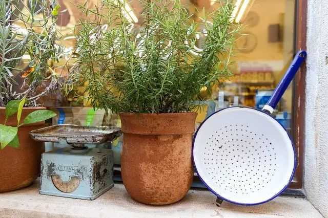 Rosemary plant