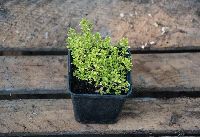 Thyme plant