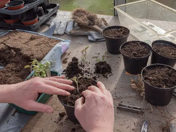 filling pots with soil