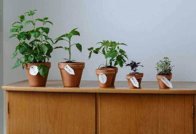 Herbs in pots 