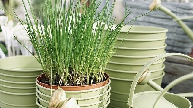 Chives growing in pot