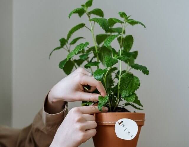 Mint in pot