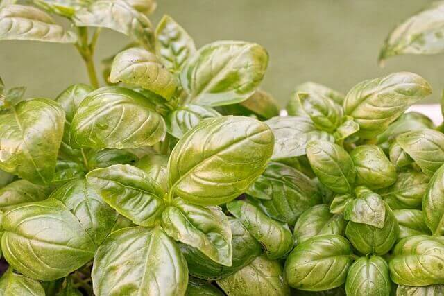 Basil growing indoors