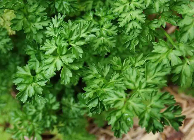 Chervil herb growing in pot