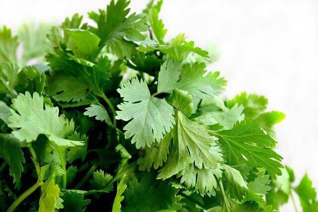 cilantro growing in pot