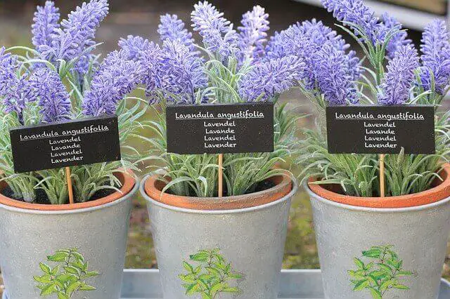 Lavender in pots