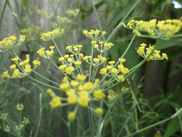 Fennel 