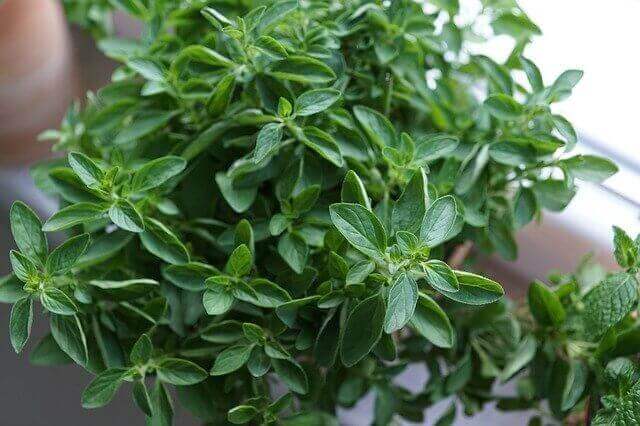 Oregano growing in pot