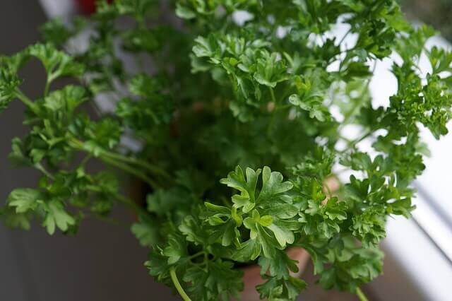 Parsley growing in pot