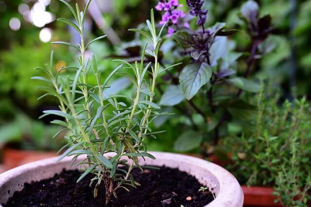 Rosemary in pot