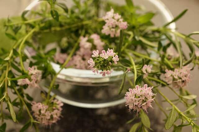 Thyme growing pot