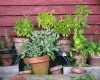 herbs in pots