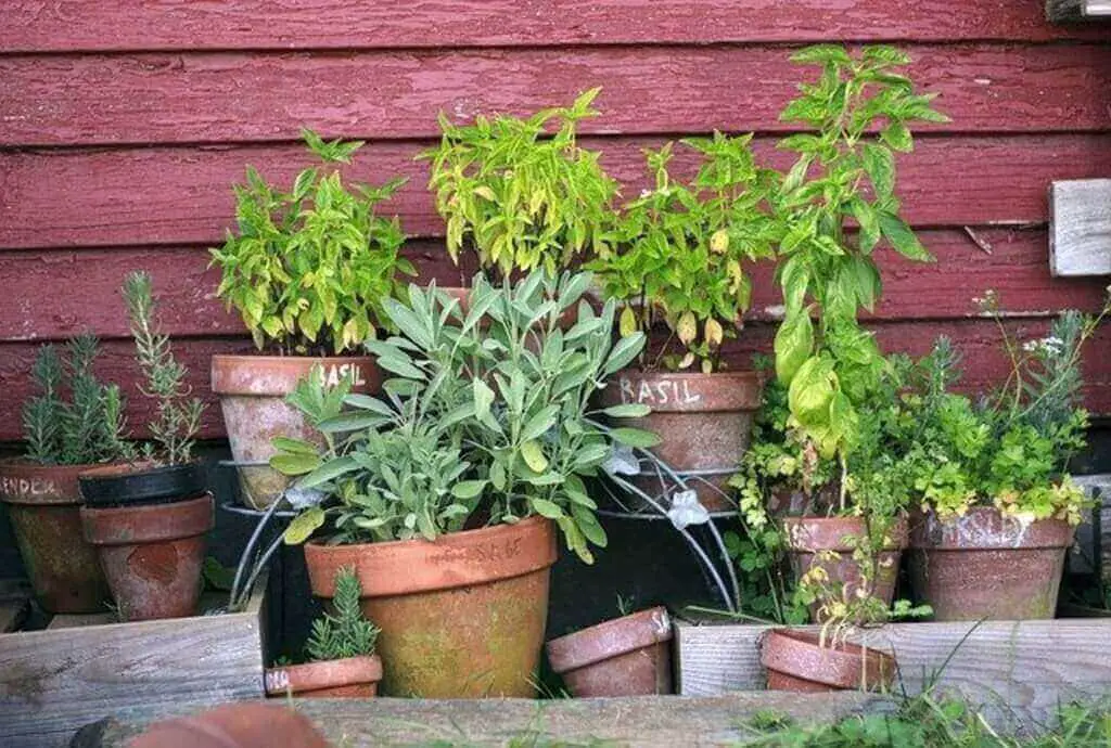 herbs in pots
