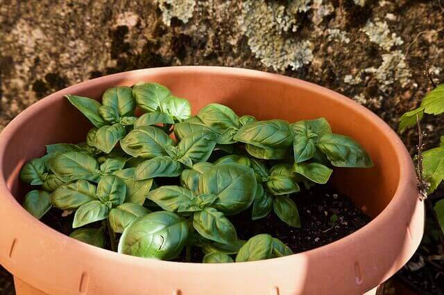 Basil growing in pot