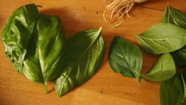 Basil