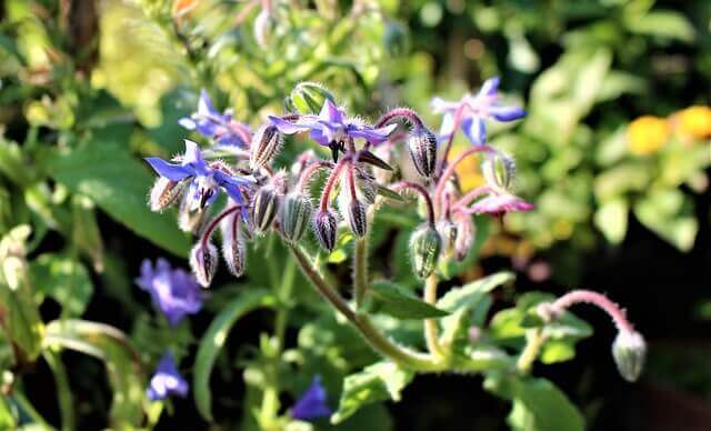 Borage