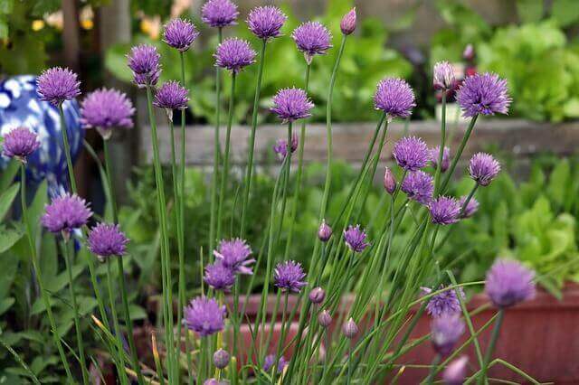 Chives